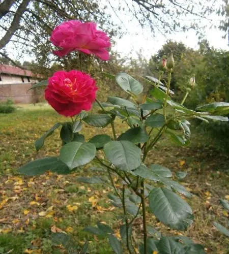 Aux Sources De L'ancre Bed & Breakfast Miraumont